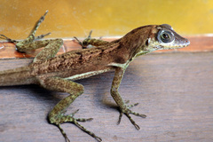 Bronze Anole photo 4