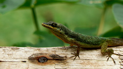 Bronze Anole photo 5