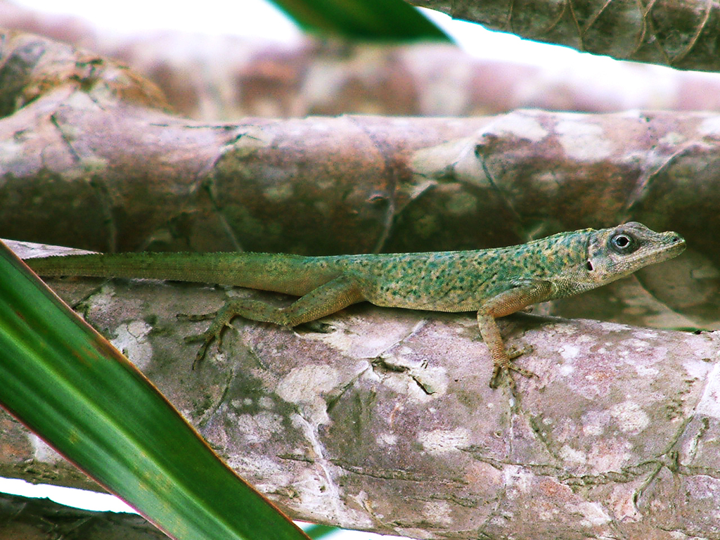 Grenada Bush Anole