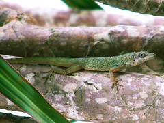 Bronze Anole photo 2