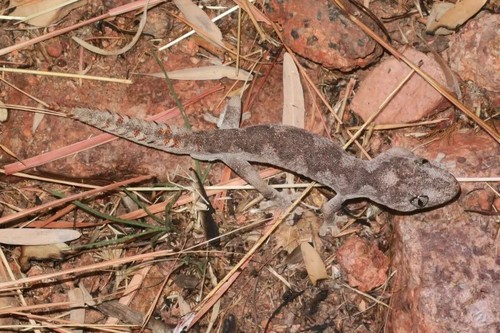 Northern Spiny-tailed Gecko