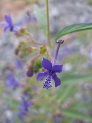 Trichostema laxum