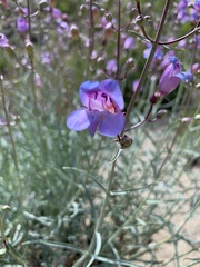 Penstemon incertus