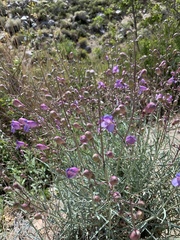 Penstemon incertus