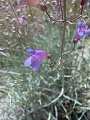 Penstemon incertus