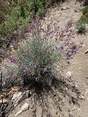 Penstemon incertus