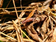 Batrachideinae