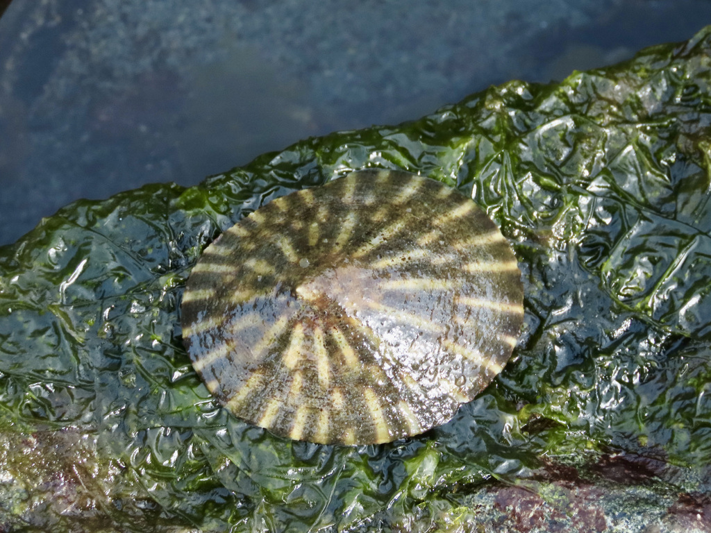 Lottia Limpets