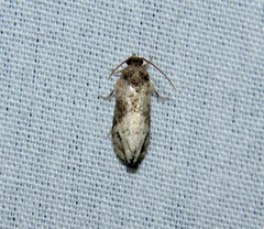 Ecdytolopha mana