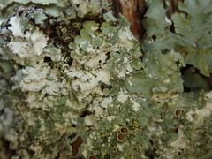 Notoparmelia