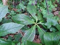 Microsphaeropsis hellebori