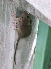 Rattus tanezumi