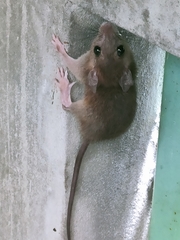 Rattus tanezumi