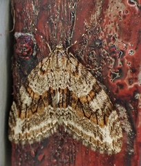 Trichopteryx polycommata