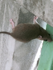 Rattus tanezumi