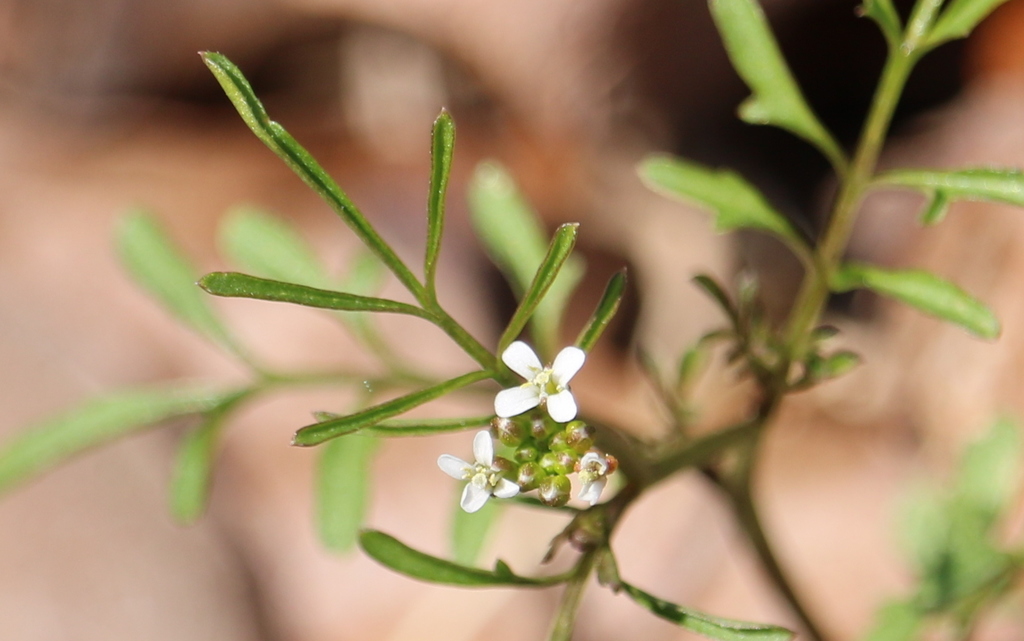 Cardamine parviflora — a medium houseplant, prefers full sun light