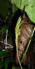 Equatorial Anole photo 3