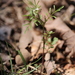 Sand Bittercress - Photo (c) Deb Tyler, some rights reserved (CC BY-NC), uploaded by Deb Tyler