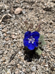 Phacelia nashiana