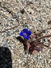 Phacelia nashiana