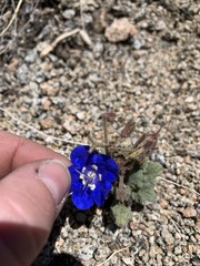 Phacelia nashiana