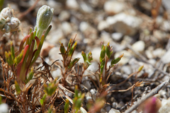 Pentachaeta alsinoides