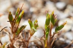 Pentachaeta alsinoides