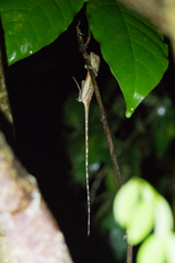 Otocryptis nigristigma