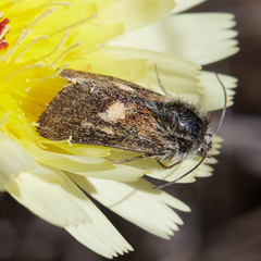 Heliolonche joaquinensis