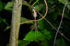 Otocryptis nigristigma