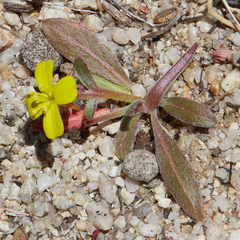 Camissoniopsis confusa