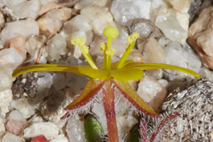 Camissoniopsis confusa