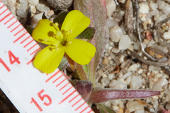 Camissoniopsis confusa