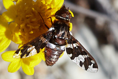 Exoprosopa caliptera