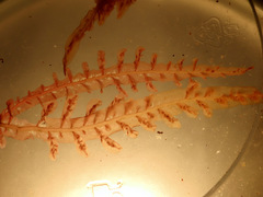 Cumathamnion decipiens