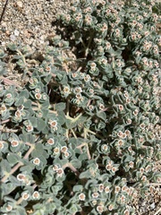 Euphorbia vallis-mortae