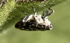 Cylindrocopturus adspersus