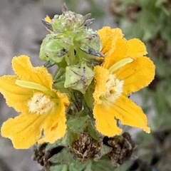 Alectra picta