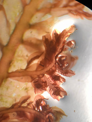 Cumathamnion decipiens