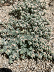 Euphorbia vallis-mortae