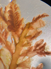 Cumathamnion decipiens