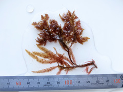 Cumathamnion decipiens