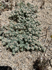 Euphorbia vallis-mortae