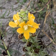 Alectra picta