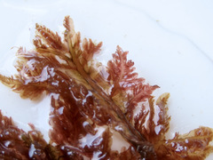 Cumathamnion decipiens