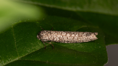 Conoeca guildingi