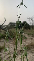 Acrotome angustifolia