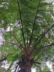 Sphaeropteris