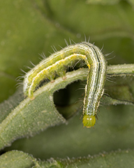 Thysanoplusia orichalcea