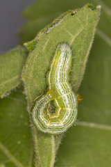 Thysanoplusia orichalcea